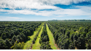  coffee plantation