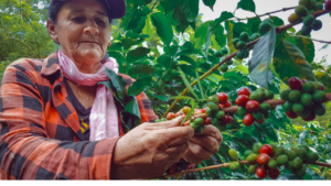 coffee farm