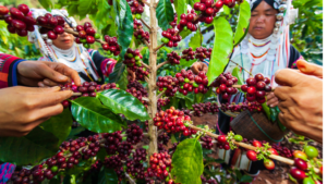 robusta coffee harvesting