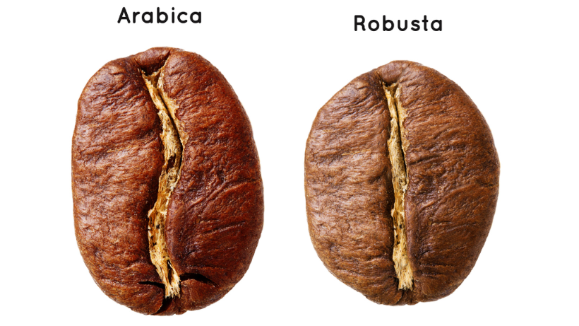 Arabica Vs Robusta coffee beans