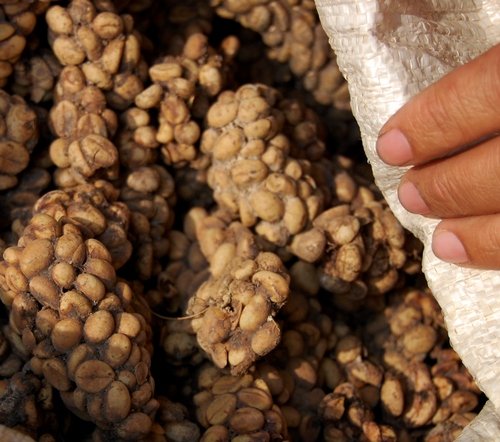 Kopi luwak, coffee seeds from faeces of palm civet