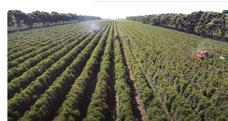 coffee harvesting in brazil