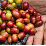 freshly harvested arabica coffee beans