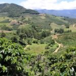 columbian coffee plantation