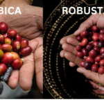 Arabica and Robusta coffee beans