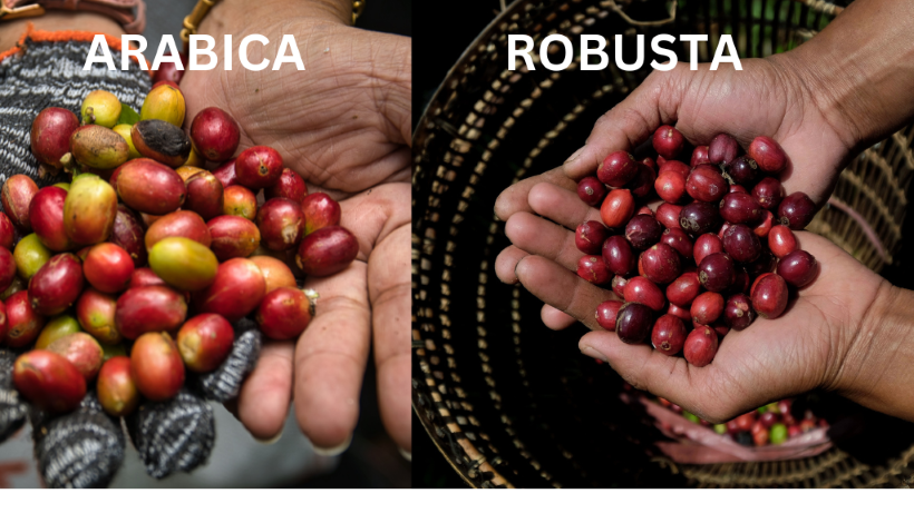 Arabica and Robusta coffee beans