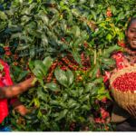 coffee harvesting in Ethiopia