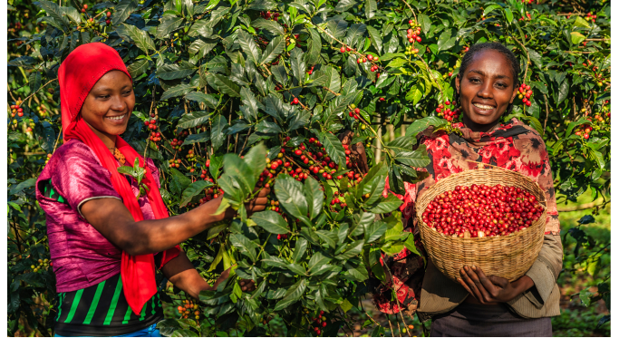 coffee harvesting in Ethiopia